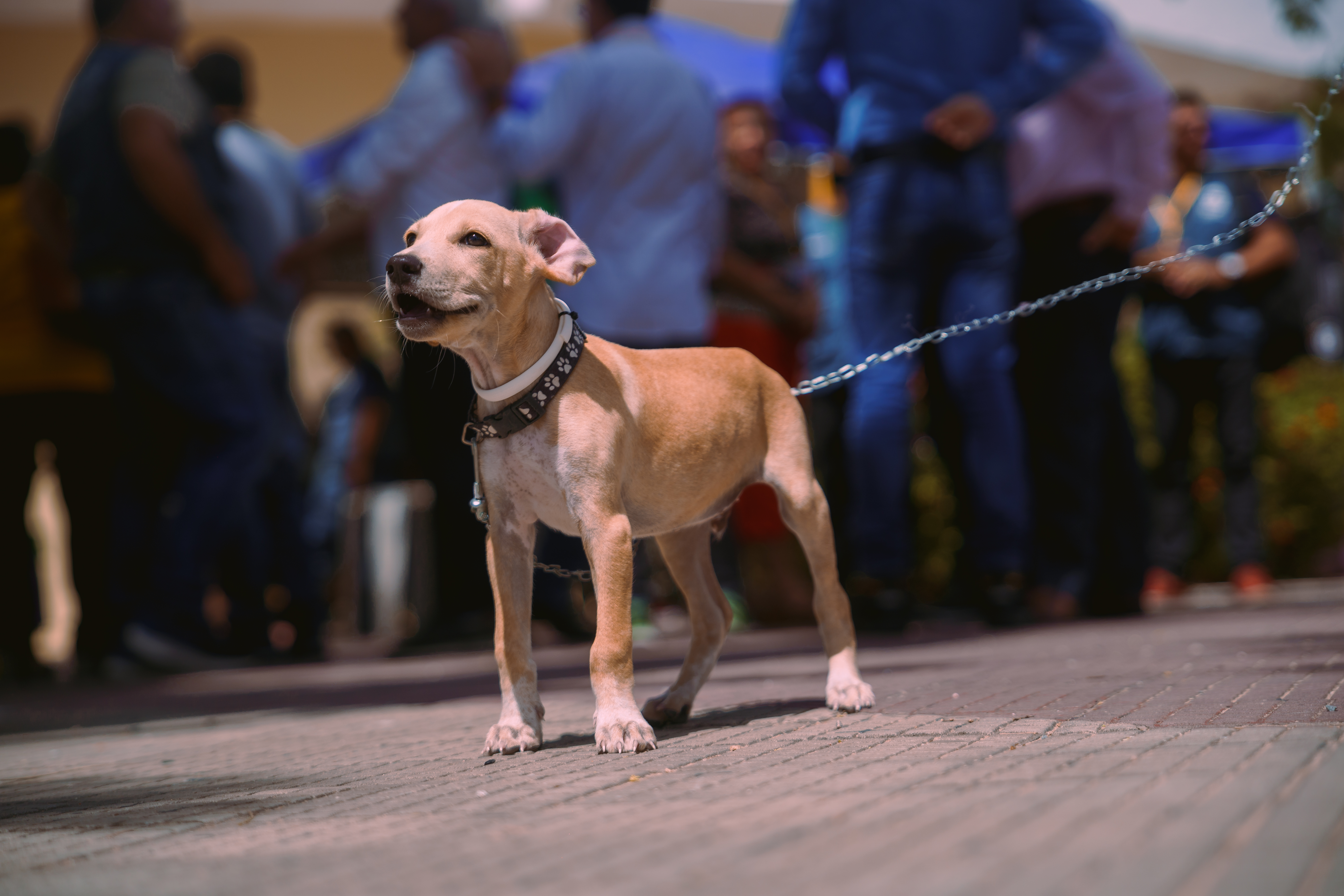 cachorro na coleira